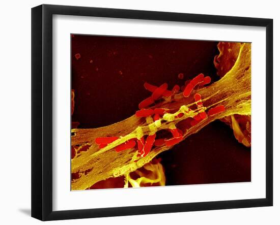 Neutrophil Cell Trapping Bacteria, SEM-Science Photo Library-Framed Photographic Print