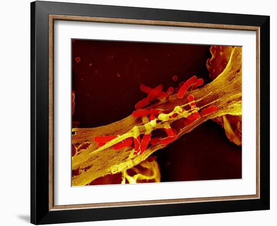 Neutrophil Cell Trapping Bacteria, SEM-Science Photo Library-Framed Photographic Print