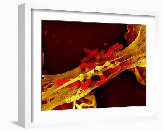 Neutrophil Cell Trapping Bacteria, SEM-Science Photo Library-Framed Photographic Print