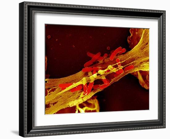 Neutrophil Cell Trapping Bacteria, SEM-Science Photo Library-Framed Photographic Print