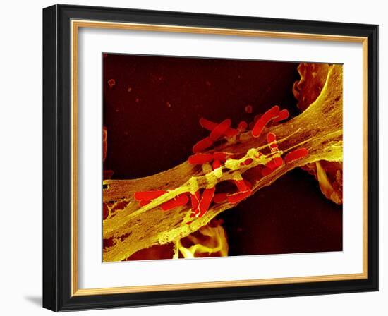 Neutrophil Cell Trapping Bacteria, SEM-Science Photo Library-Framed Photographic Print