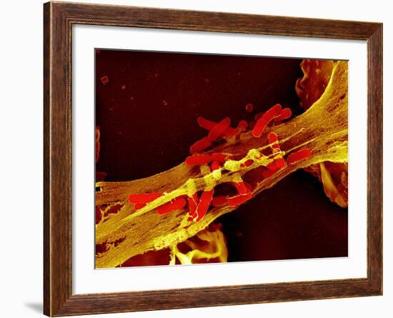 Neutrophil Cell Trapping Bacteria, SEM-Science Photo Library-Framed Photographic Print