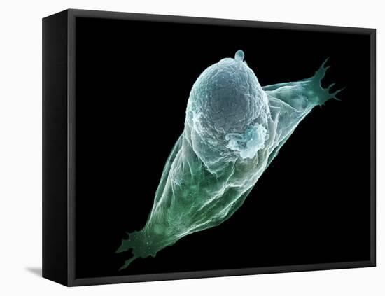 Neutrophil White Blood Cell, SEM-Science Photo Library-Framed Premier Image Canvas