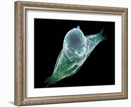 Neutrophil White Blood Cell, SEM-Science Photo Library-Framed Photographic Print