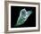 Neutrophil White Blood Cell, SEM-Science Photo Library-Framed Photographic Print