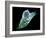 Neutrophil White Blood Cell, SEM-Science Photo Library-Framed Photographic Print