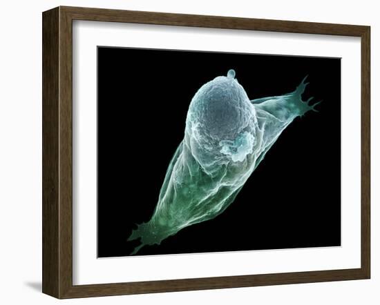 Neutrophil White Blood Cell, SEM-Science Photo Library-Framed Photographic Print