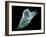 Neutrophil White Blood Cell, SEM-Science Photo Library-Framed Photographic Print