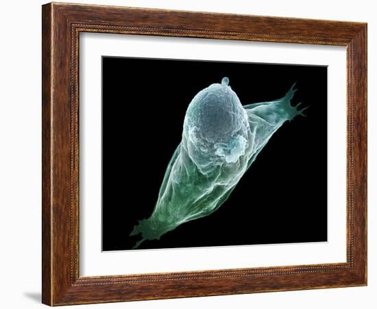 Neutrophil White Blood Cell, SEM-Science Photo Library-Framed Photographic Print