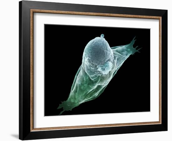 Neutrophil White Blood Cell, SEM-Science Photo Library-Framed Photographic Print