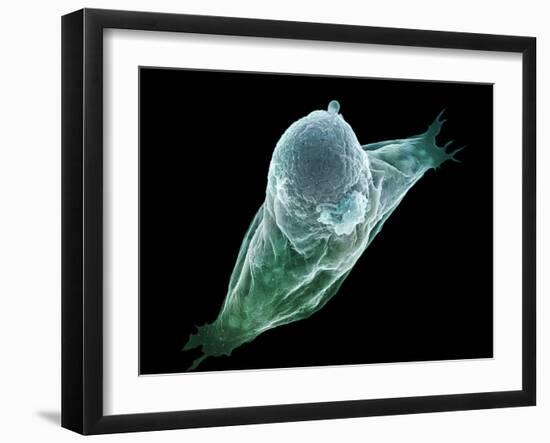 Neutrophil White Blood Cell, SEM-Science Photo Library-Framed Photographic Print