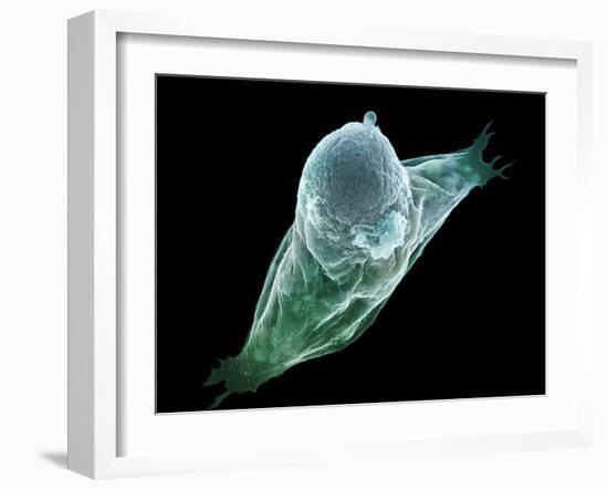 Neutrophil White Blood Cell, SEM-Science Photo Library-Framed Photographic Print