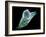 Neutrophil White Blood Cell, SEM-Science Photo Library-Framed Photographic Print