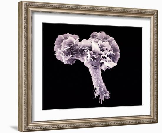 Neutrophil White Blood Cell, SEM-Science Photo Library-Framed Photographic Print