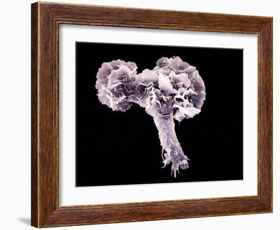 Neutrophil White Blood Cell, SEM-Science Photo Library-Framed Photographic Print