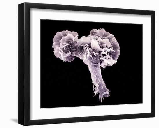 Neutrophil White Blood Cell, SEM-Science Photo Library-Framed Photographic Print