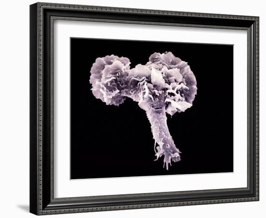 Neutrophil White Blood Cell, SEM-Science Photo Library-Framed Photographic Print