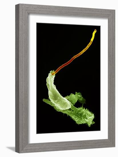 Neutrophils And Anthrax Bacteria, SEM-Science Photo Library-Framed Photographic Print