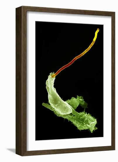 Neutrophils And Anthrax Bacteria, SEM-Science Photo Library-Framed Photographic Print