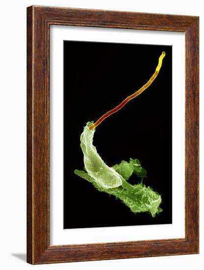 Neutrophils And Anthrax Bacteria, SEM-Science Photo Library-Framed Photographic Print