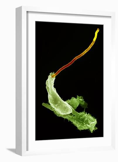 Neutrophils And Anthrax Bacteria, SEM-Science Photo Library-Framed Photographic Print