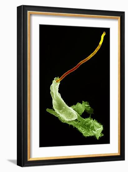 Neutrophils And Anthrax Bacteria, SEM-Science Photo Library-Framed Photographic Print