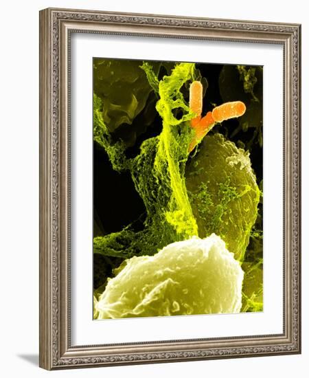 Neutrophils And Shigella Bacteria, SEM-Science Photo Library-Framed Photographic Print