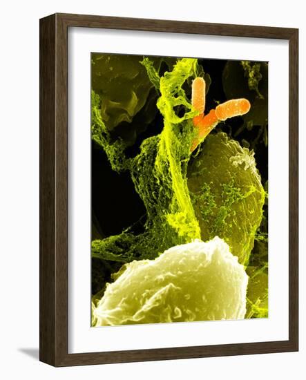 Neutrophils And Shigella Bacteria, SEM-Science Photo Library-Framed Photographic Print