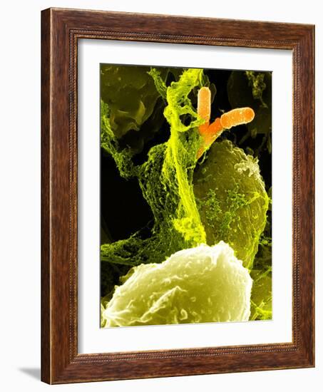 Neutrophils And Shigella Bacteria, SEM-Science Photo Library-Framed Photographic Print