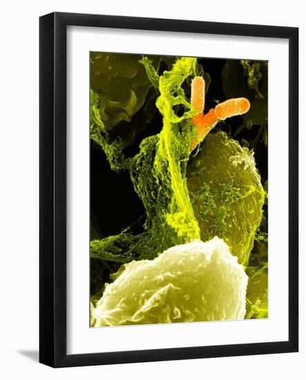 Neutrophils And Shigella Bacteria, SEM-Science Photo Library-Framed Photographic Print