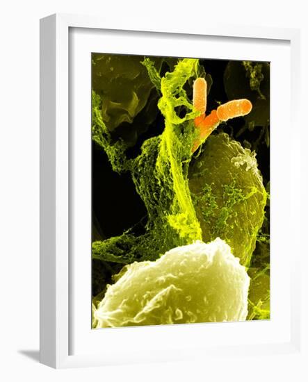 Neutrophils And Shigella Bacteria, SEM-Science Photo Library-Framed Photographic Print