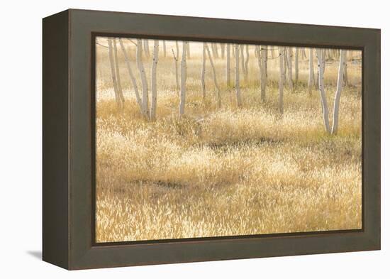 Nevada, Great Basin National Park. Grassy Meadow and Aspen Trees in Autumn-Jaynes Gallery-Framed Premier Image Canvas