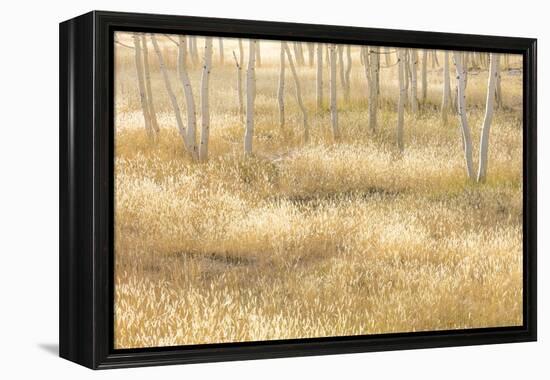 Nevada, Great Basin National Park. Grassy Meadow and Aspen Trees in Autumn-Jaynes Gallery-Framed Premier Image Canvas