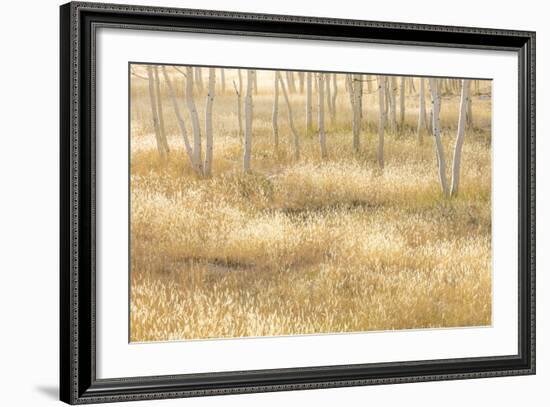 Nevada, Great Basin National Park. Grassy Meadow and Aspen Trees in Autumn-Jaynes Gallery-Framed Photographic Print