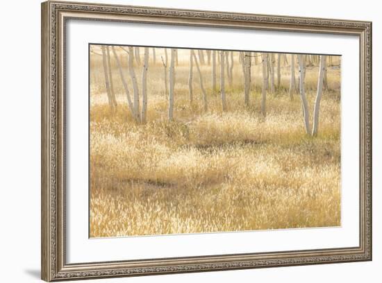 Nevada, Great Basin National Park. Grassy Meadow and Aspen Trees in Autumn-Jaynes Gallery-Framed Photographic Print