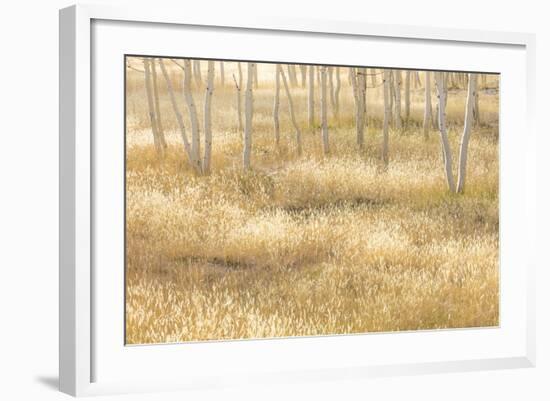 Nevada, Great Basin National Park. Grassy Meadow and Aspen Trees in Autumn-Jaynes Gallery-Framed Photographic Print