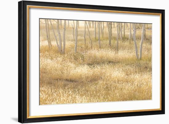 Nevada, Great Basin National Park. Grassy Meadow and Aspen Trees in Autumn-Jaynes Gallery-Framed Photographic Print