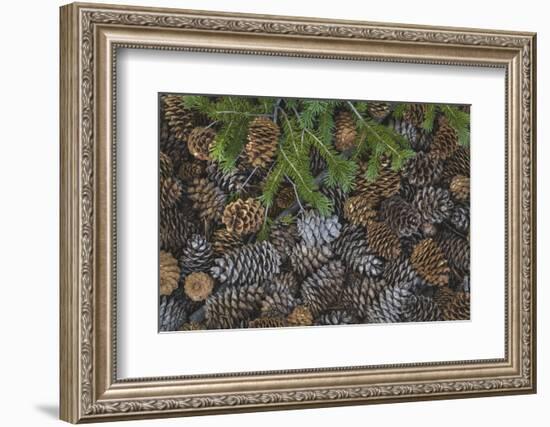 Nevada, Great Basin National Park. Pine Cones and Douglas Fir Bough-Jaynes Gallery-Framed Photographic Print
