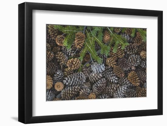 Nevada, Great Basin National Park. Pine Cones and Douglas Fir Bough-Jaynes Gallery-Framed Photographic Print