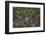 Nevada, Great Basin National Park. Pine Cones and Douglas Fir Bough-Jaynes Gallery-Framed Photographic Print