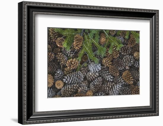 Nevada, Great Basin National Park. Pine Cones and Douglas Fir Bough-Jaynes Gallery-Framed Photographic Print