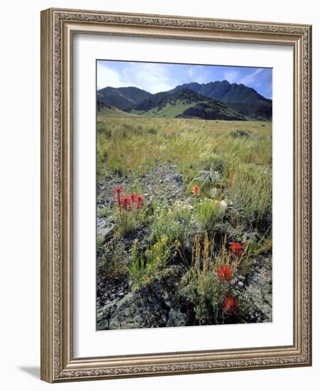 Nevada. Usa. Paintbrush and Grasses Below Goshute Mountains-Scott T. Smith-Framed Photographic Print