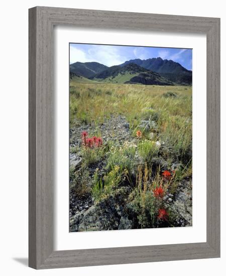 Nevada. Usa. Paintbrush and Grasses Below Goshute Mountains-Scott T. Smith-Framed Photographic Print