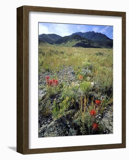 Nevada. Usa. Paintbrush and Grasses Below Goshute Mountains-Scott T. Smith-Framed Photographic Print