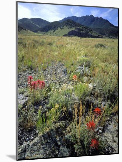 Nevada. Usa. Paintbrush and Grasses Below Goshute Mountains-Scott T. Smith-Mounted Photographic Print