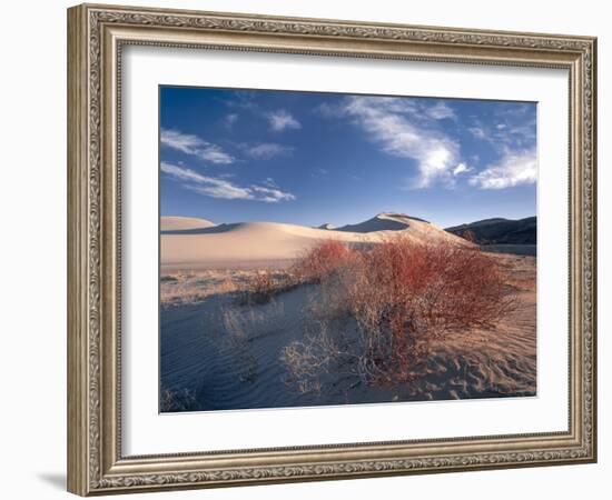 Nevada. Usa. Vegetation on Dunes Below Sand Mountain. Great Basin-Scott T. Smith-Framed Photographic Print