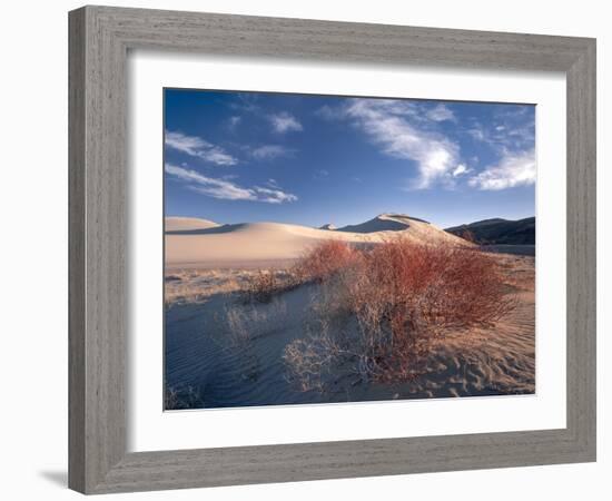 Nevada. Usa. Vegetation on Dunes Below Sand Mountain. Great Basin-Scott T. Smith-Framed Photographic Print