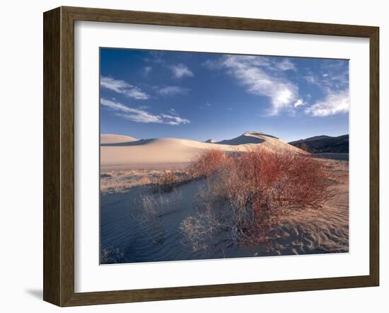 Nevada. Usa. Vegetation on Dunes Below Sand Mountain. Great Basin-Scott T. Smith-Framed Photographic Print