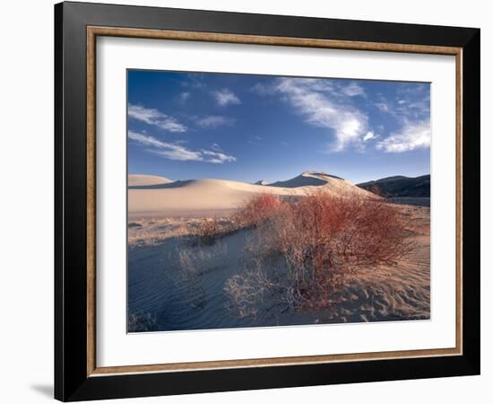 Nevada. Usa. Vegetation on Dunes Below Sand Mountain. Great Basin-Scott T. Smith-Framed Photographic Print