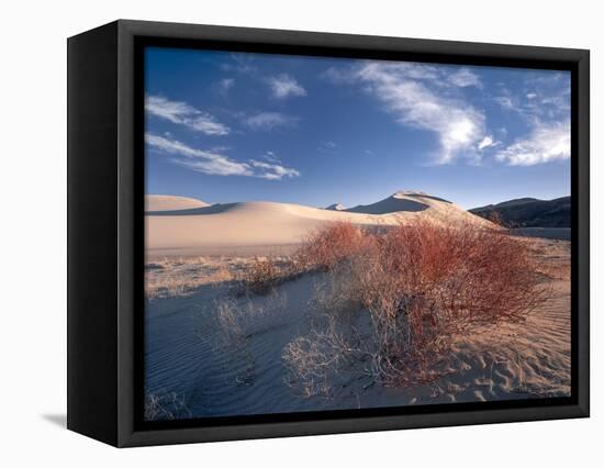 Nevada. Usa. Vegetation on Dunes Below Sand Mountain. Great Basin-Scott T. Smith-Framed Premier Image Canvas